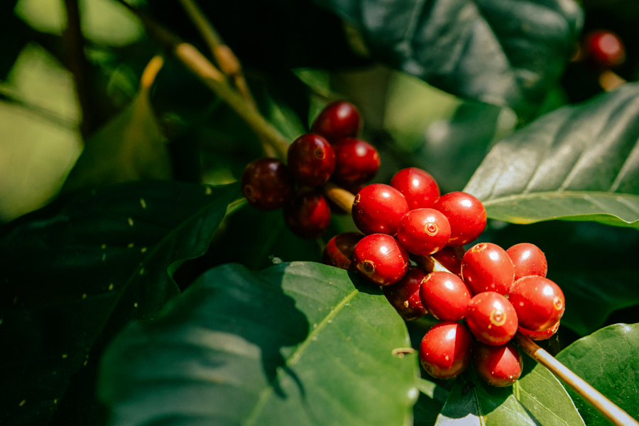 Coffee Cherries on the Coffee Plant - Coromandel SAS