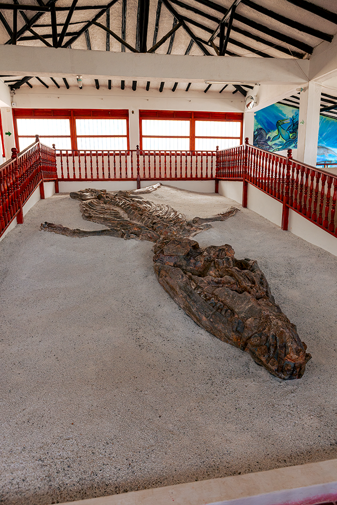 The fossil of the Kronosaurus Boyacensis in Sutamarchan © Mano Chandra Dhas